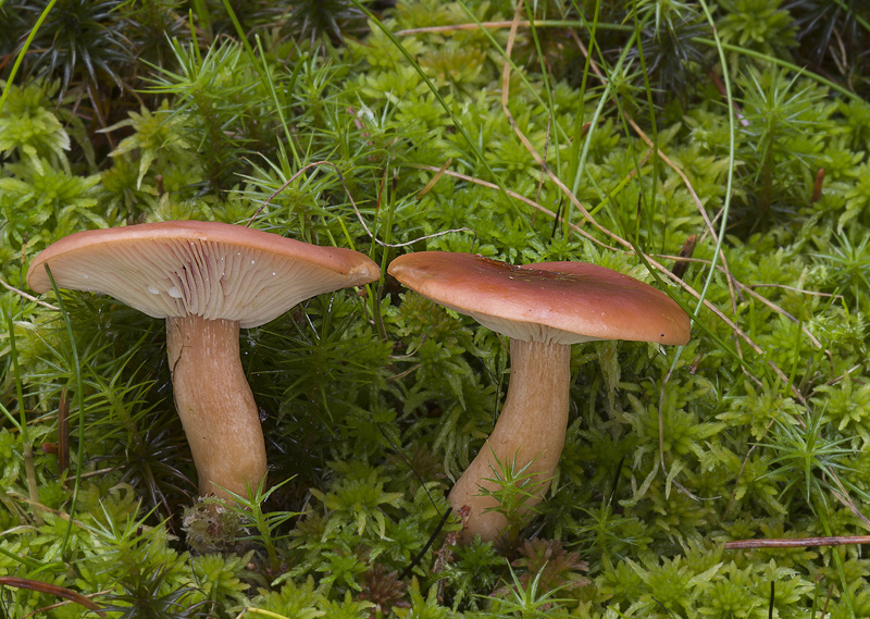 Lactarius sphagneti